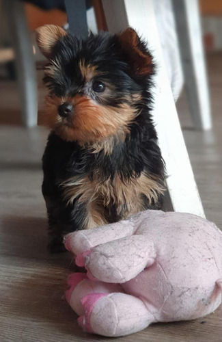 Yorkshire  Terrier 