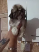 Comprar Shitzu Mini Tricolor Hembrita Vacunada 75 Dias