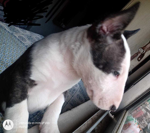 Imagen 2 de 5 de Cachorros Bull Terrier