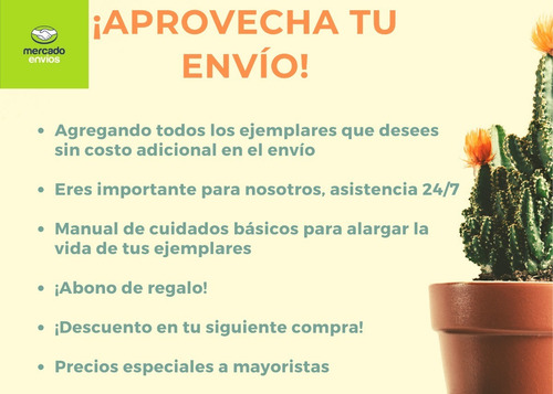 Imagen 4 de 4 de Planta Mammillaria Cactus Exótico Colección Raro Suculenta