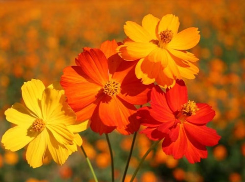 100 Semillas De Flor De Cosmos Naranja Y Amarillo 