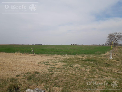 Campo Mixto En Venta 292 Has En Carlos Tejedor Sobre Ruta 226 Oportunidad!