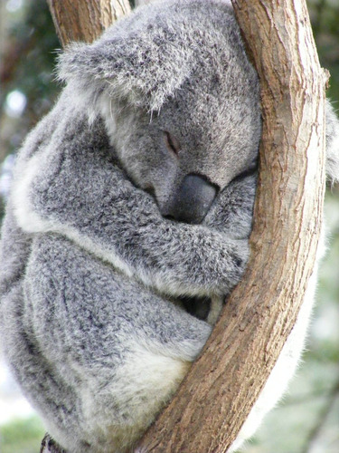 Cuadro 50x75cm Koala Animal Salvaje Naturaleza Hermoso M4