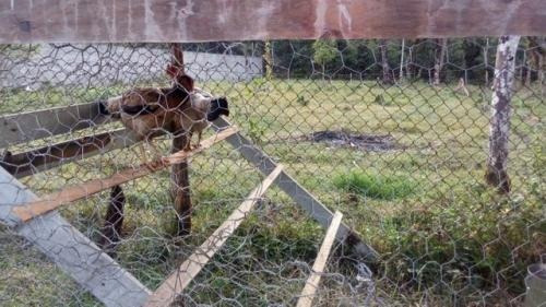 Imagem 4 de 13 de Chácara A Venda No Jardim Parque Real Em Itanhaém
