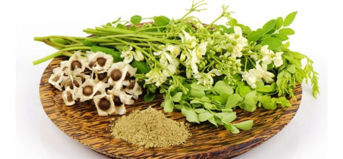 Planta De Moringa
