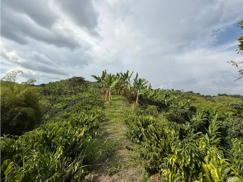 Venta Finca Circasia Cafe - Platano - Banano - 12.5 Cuadras