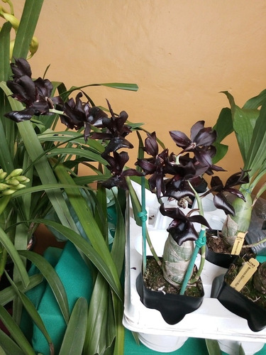 5 Orquídeas Con Envío 