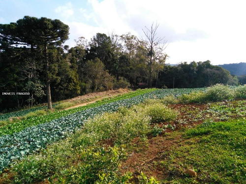 Imagem 13 de 15 de Chácara Para Venda Em São José Dos Pinhais, Colonia Murici - 50.230_1-1392071