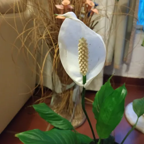 Lirio De La Paz O Cuna De Moisés