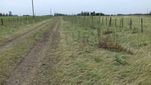 Imagen 10 de 15 de Venta Campo Mixto En Pergamino 27 Hectareas