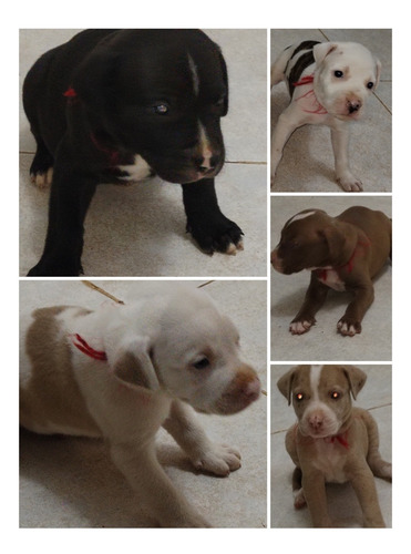 Imagen 1 de 1 de Venta De Hermosos Cachorros Pitbul Merle