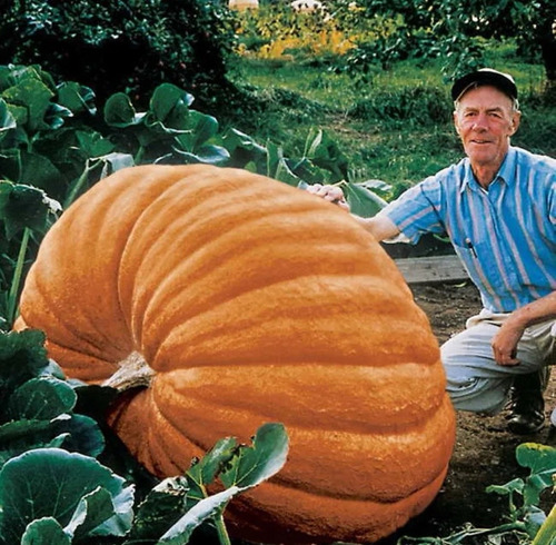 Semilla Zapallo Calabaza Gigante Del Atlantico Record