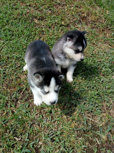 Cachorros Lobo Husky Siberiano