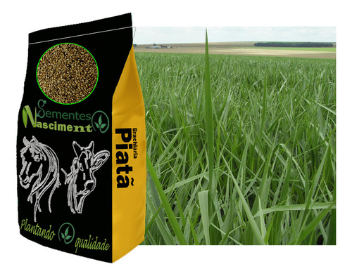 2kg Sementes De Brachiaria Piatã Resistente A Seca