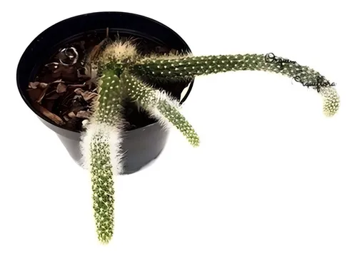 comprar Cacto Rabo De Macaco Hildewintera Colademononis