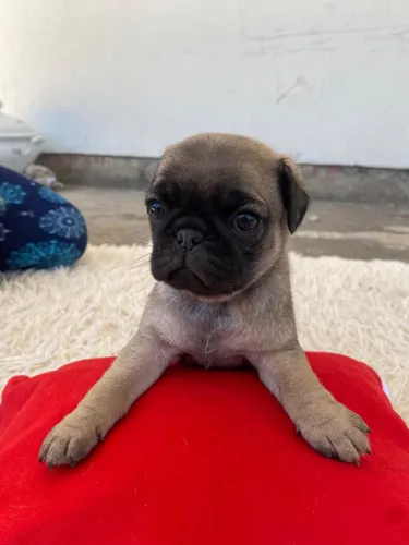 comprar Pug Macho De Pelaje Claro En Venta