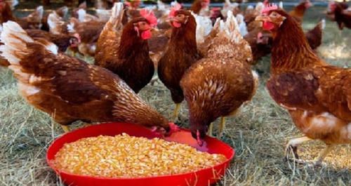 Maíz Quebrado Para Aves Y Pollos Saco 25kg Envío Gratis