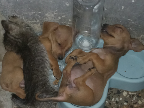 Cachorros Salchichas Listo Para Entregar .