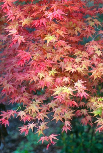 Mudas Do Belíssimo E Raro Acer Palmatum 'shishio'