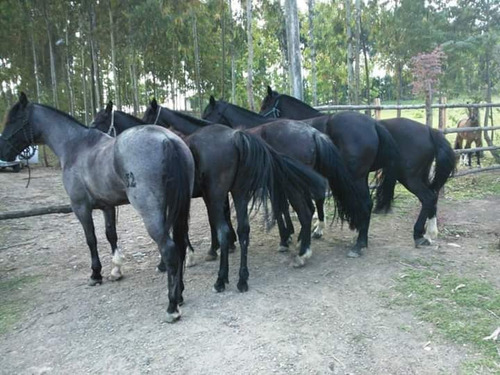 Chacara 10.600 Metros