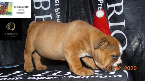 Bulldog Ingles Cachorros