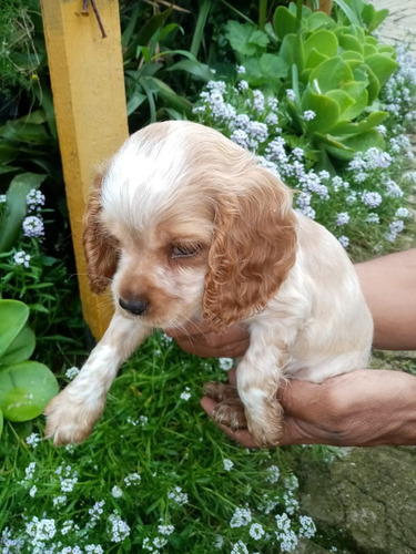 Hermosa Cocker Spaniel Disponible En Marinilla