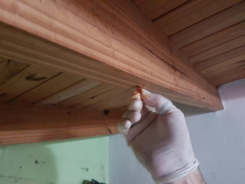 Imagen 5 de 5 de Fumigaciones Y Control De Plagas . Limpieza De Tanques