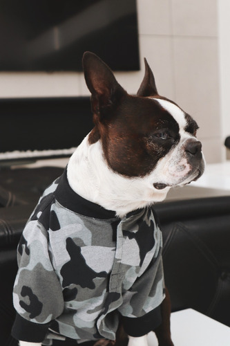 Imagen 3 de 5 de Chaqueta Para Perro Militar