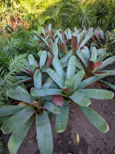 Alcantarea Imperialis - Bromelia Gigante ! - Media Sombra