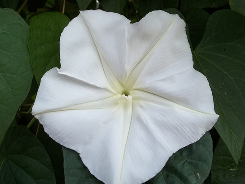 Semillas De Dama De Noche Ipomoea Organicas Ideal Jardin