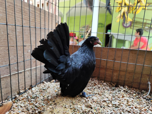 Gallito Kikiriki