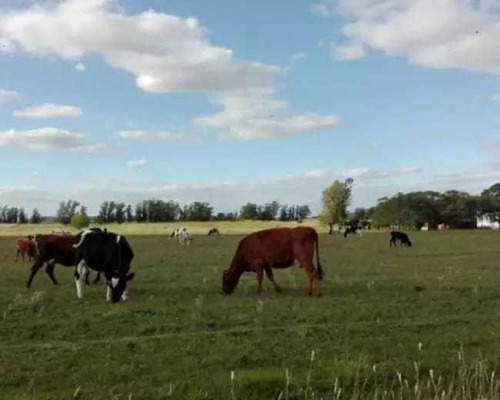 Imagen 4 de 10 de Chacra En Venta San Agustín, Balcarce