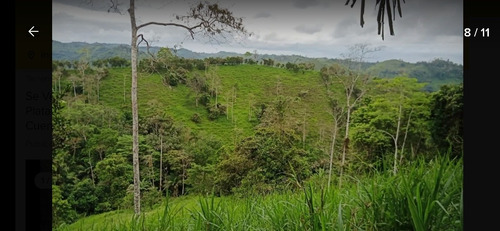 Imagen 5 de 10 de Se Vende De Oportunidad Hermosa Finca De 40 Hectáreas