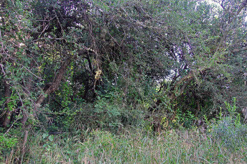 Imagen 3 de 14 de Venta De Terreno En Carpintería Calle Las Mandiocas Mts 1791