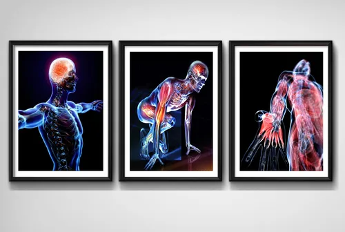 comprar Set 3 Cuadros Médico Rayo X Cuerpo Humano Clinica Decoracion
