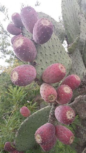 300 Semillas Nopal Tunero, Tuna Roja Opuntia Ficus, Nv