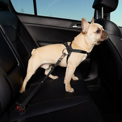 Cinturon Seguridad Perros Autos Viajar Paseos Small El Mejor Color Negro