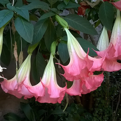 100 Semillas De Floripondio Rosa