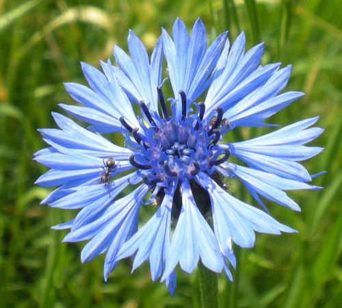 Sementes De Centáurea Cyanus Sortida Flor