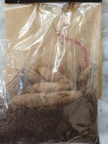 Bulbos De Dalias Importadas Green Online Vivero