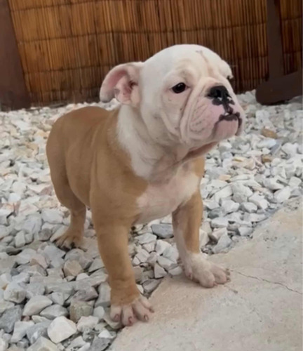 Bulldog Inglés Hembra Con Pedigree Kcu