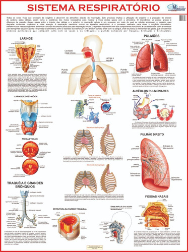 Mapa Gigante: Sistema Respiratório Humano