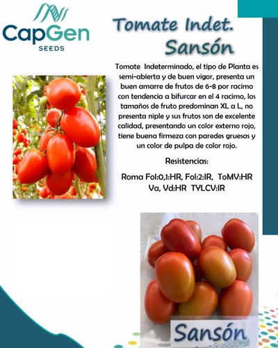 Semilla De Tomate Indeterminado Hibrido Sanson F1 Capgen