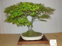 Comprar Semillas De Arbol De Plantas Raras Mas De 20 Semillas De Arb
