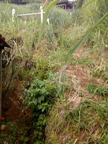 Casa A Venda No Bairro Costeira Do Pirajubaé Em Florianópolis