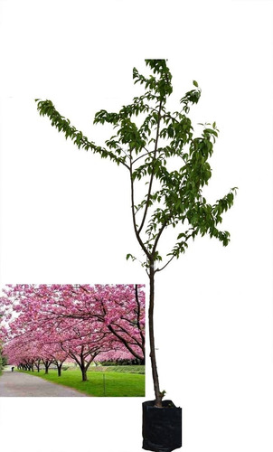 Sakura Cerezo Japonés Planta Árbol Ornamental 100 Cm
