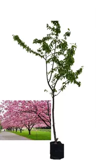 Sakura Cerezo Japonés Planta Árbol Ornamental 100 Cm