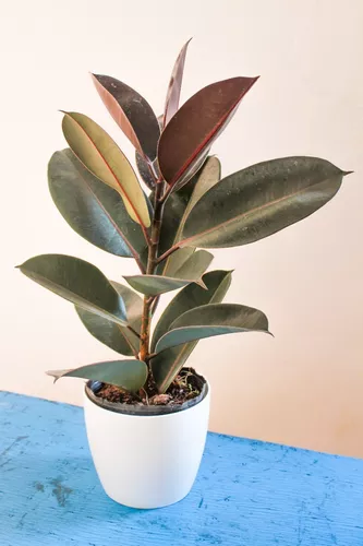 Planta De Interior Hojas Grandes Gomero Ficus Elastica | MercadoLibre