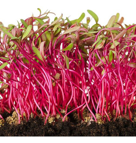 Sementes De Brotos Microverdes Beterraba Shankar 100g Isla
