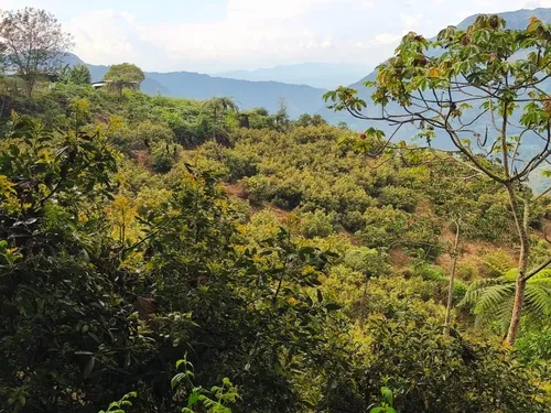 Vendo Finca De 45 Hectares O 71 Cuadras Sembradas En Aguacate Hass En Genova Quindio